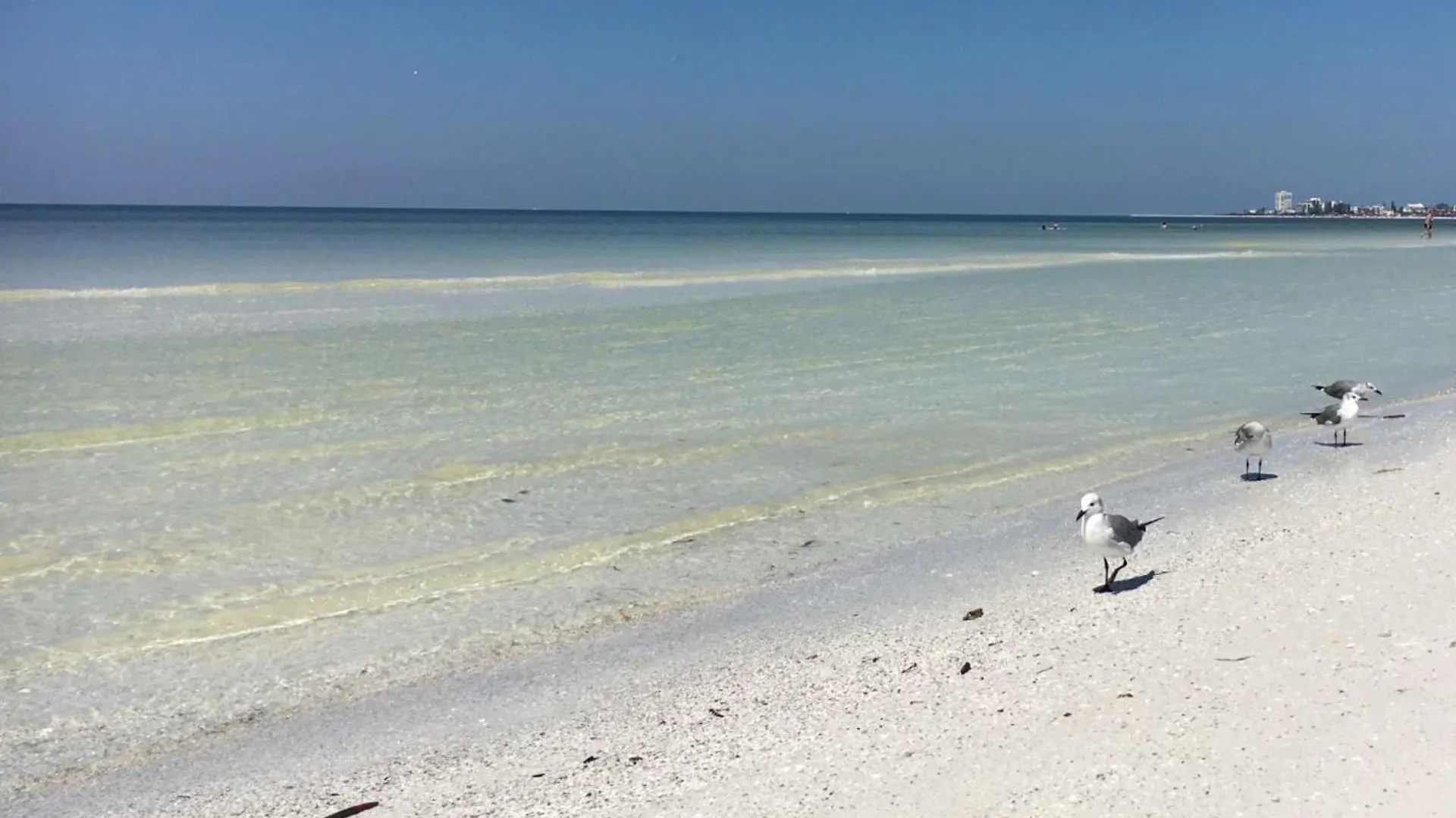 Pelican Gardens 7 By Lido Beach Sarasota